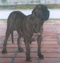 In Memorian - Fila Brasileiro Tigrado - Canil Singular - Manhoza